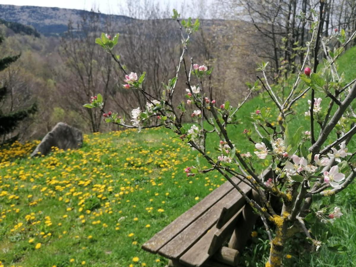 Els Pins D'Abella Lägenhet Camprodon Exteriör bild